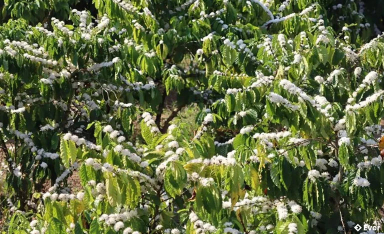 Vườn cà phê ở Gia Lai, xã Ia Boòng