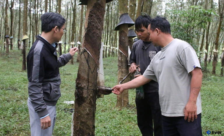 Vườn cây cao su ở thôn Đăk Tăng