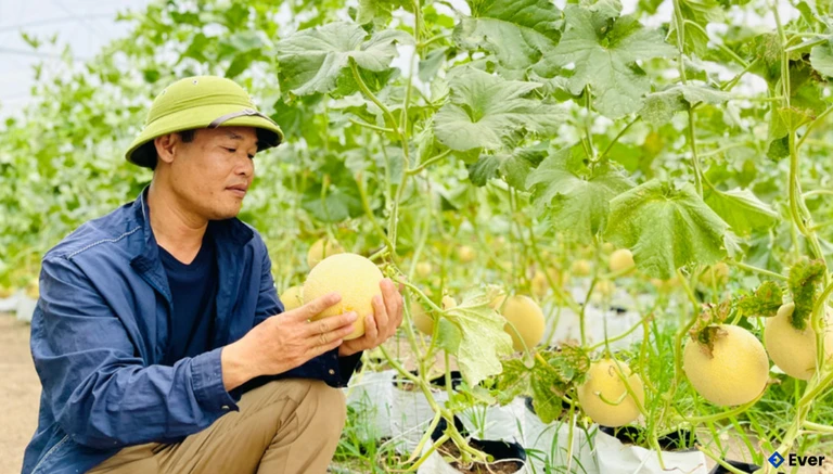 Vườn dưa lưới của ông Hoàng Đình Lương (thôn Ia Sik, xã Ia Phí) được Trung tâm Ứng dụng tiến bộ KH-CN tỉnh tư vấn, đánh giá quy trình canh tác theo tiêu chuẩn VietGAP