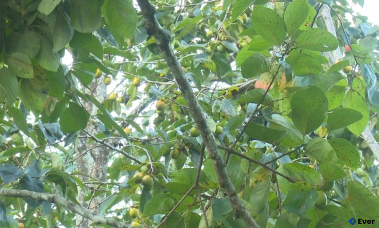 Vườn hồng không hạt ở xã Quảng Bạch