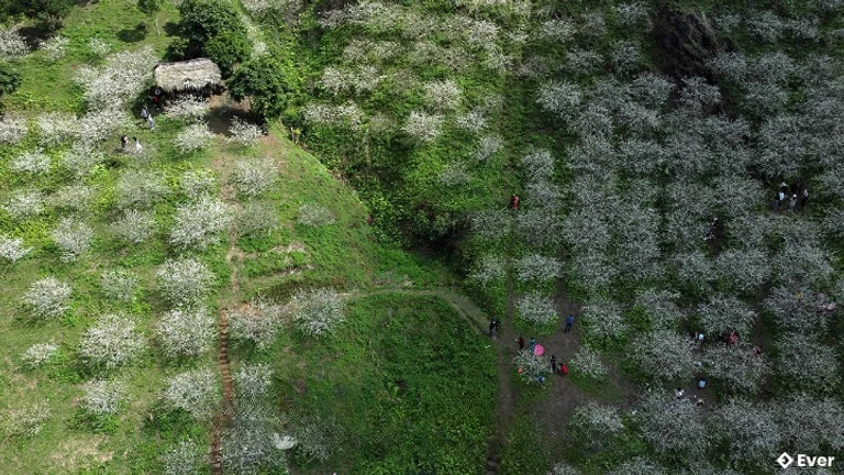 Vườn mận nở bung trên sườn núi Đèo Cọ, xã Yên Lập
