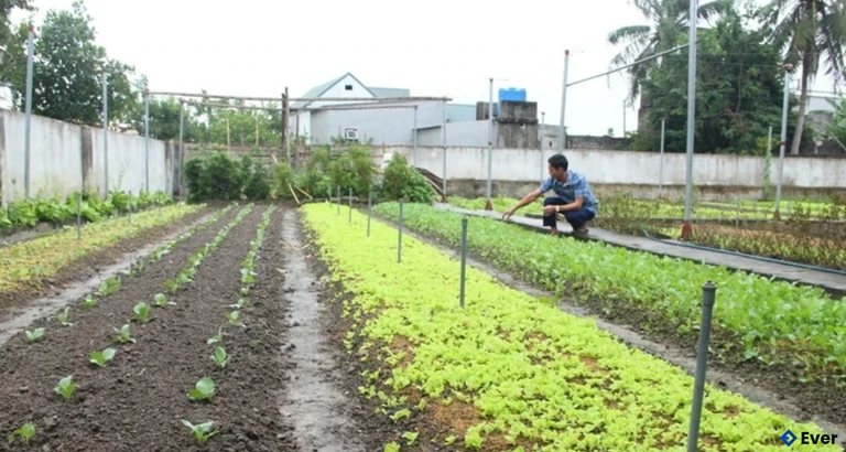 Vườn mẫu chuyên sản xuất cây rau giống của anh Hoàng Văn Kiên ở thôn Nam Uy, xã Quảng Ngọc