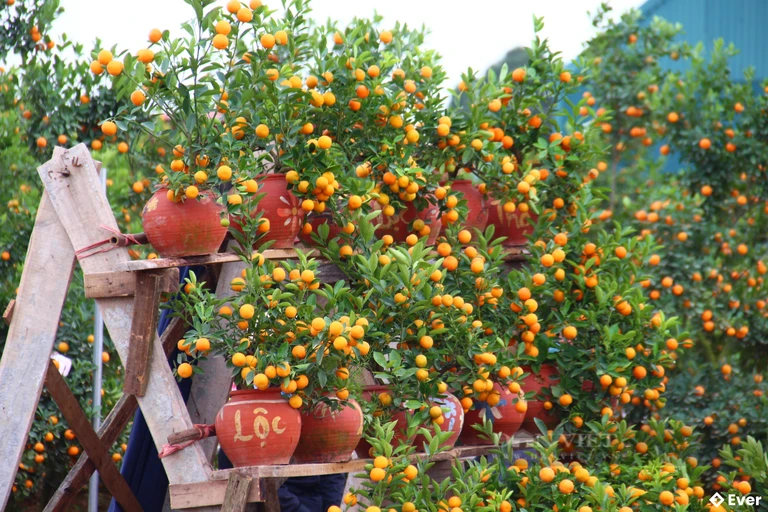 Vườn quất cảnh tại làng nghề trồng quất cảnh Tàm Xá