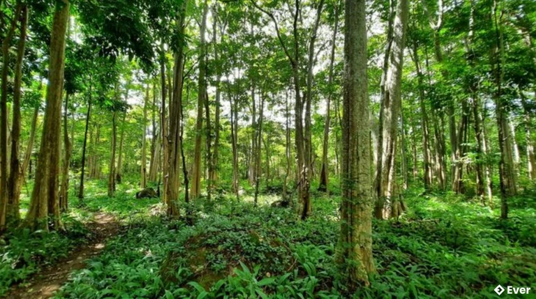 Vườn Quốc gia Chư Mom Ray có tính đa dạng sinh học cao.