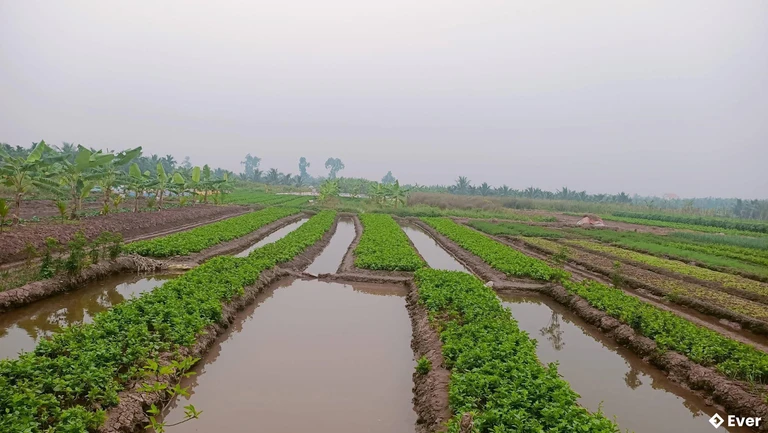 Vườn rau vụ đông xã Tứ Kỳ