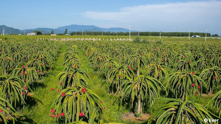 Vườn thanh long huyện Hàm Thuận Bắc