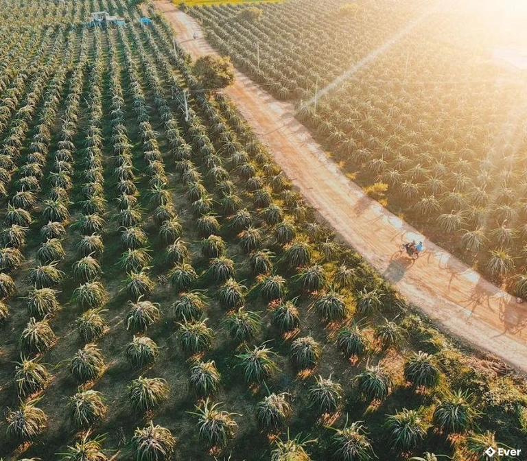 Vườn thanh long huyện Hàm Thuận Nam