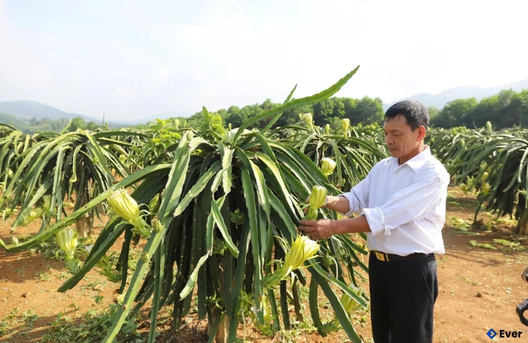 Vườn thanh long ruột đỏ trồng theo tiêu chuẩn VietGAP của ông Trần Ngọc Sơn, xã Thanh Sơn cho thu nhập cao.