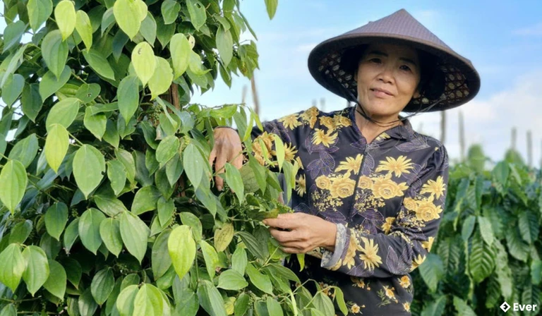 Vườn tiêu của gia đình bà Võ Thị Tuyết (làng Hát, xã Ia Pia) phát triển xanh tốt, cho năng suất ổn định nhờ canh tác theo hướng hữu cơ