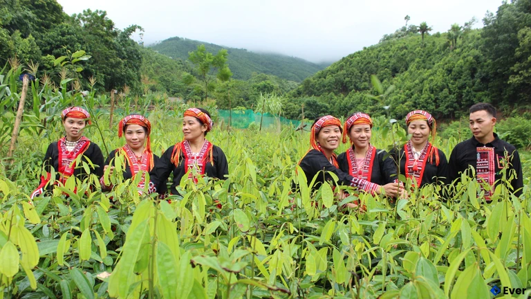 Vườn ươm quế giống ở xã Phúc Lợi