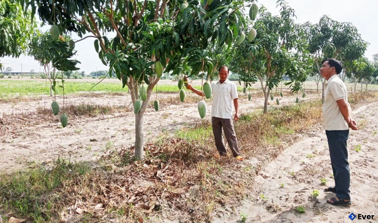 Vườn xoài Đài Loan của gia đình ông Lương Bích Ngọc bắt đầu cho thu hoạch