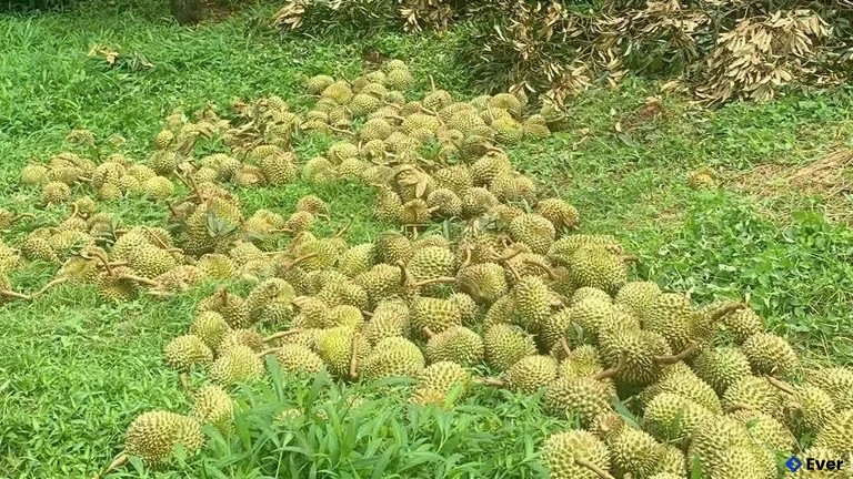 Xã Bảo Lâm 3 tiếp tục phát triển mô hình trồng sầu riêng, nâng cao hiệu quả kinh tế