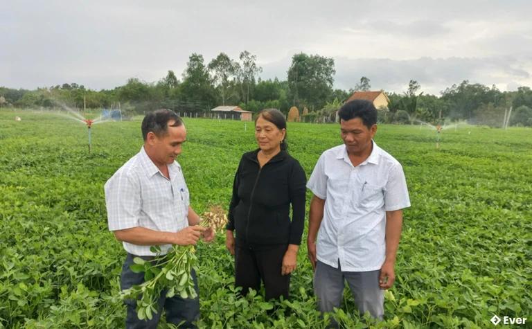 Xã Bình Hiệp đã xây dựng được dự án liên kết sản xuất và tiêu thụ đậu phụng thương phẩm tại 2 thôn Thuận Nhứt và Thuận Hiệp