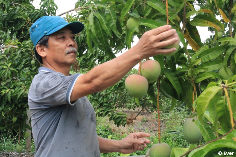 Xã Cam An tập trung xây dựng thương hiệu xoài Cam An