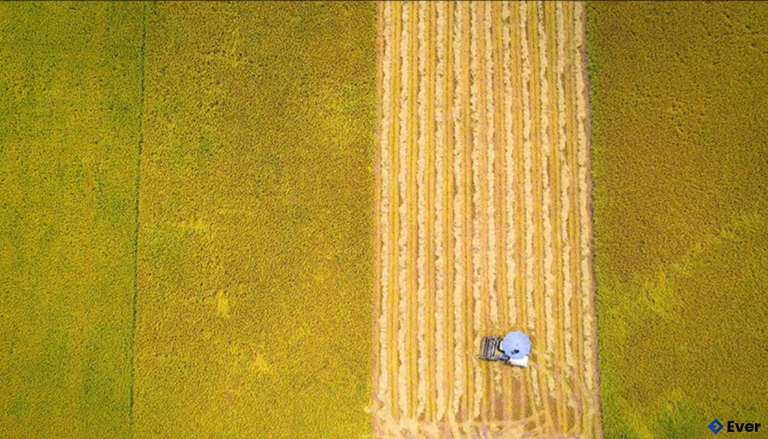 Xã Cẩm Bình là địa phương đi đầu trong việc hiện đại hoá nền nông nghiệp, tập trung ruộng đất, sản xuất hàng hoá