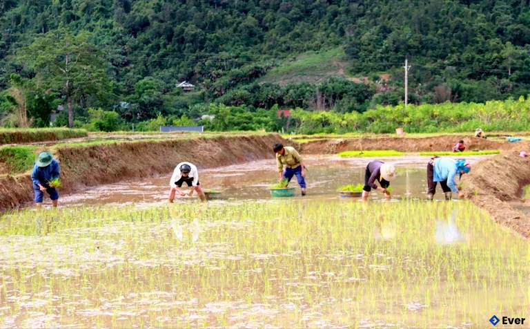 Xã Chiêu Lưu tập trung cơ cấu lại ngành nông nghiệp theo hướng nâng cao