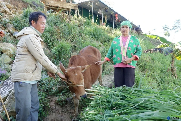 Xã Co Mạ tập trung nâng cao giá trị nông nghiệp trên địa bàn