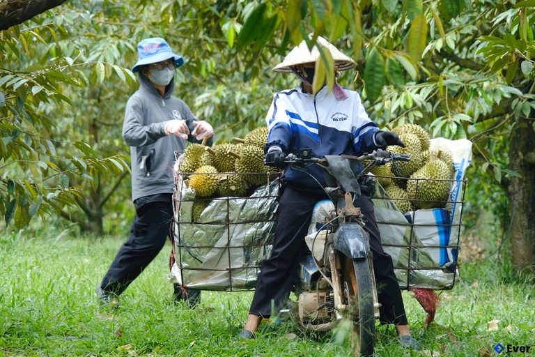 Xã Đạ Huoai 3 chú trọng nâng cao các loại cây ăn trái tại địa phương