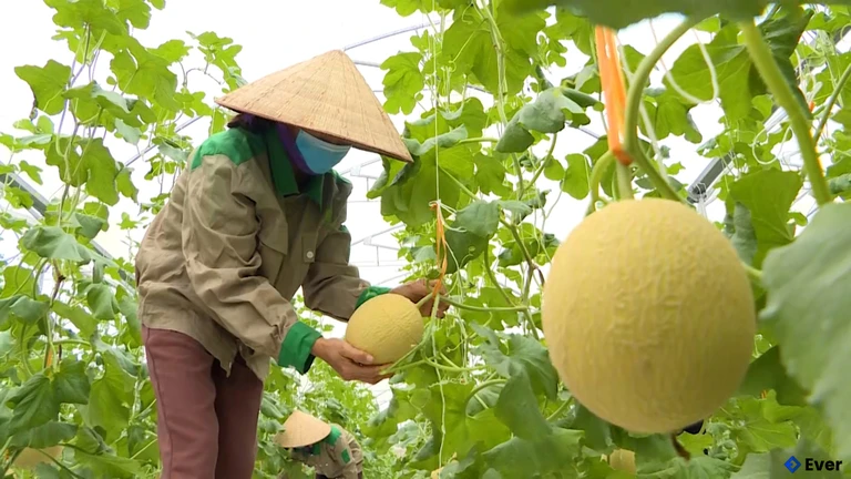 Xã Đầm Hà định hướng phát triển bền vững nông nghiệp trong tương lai