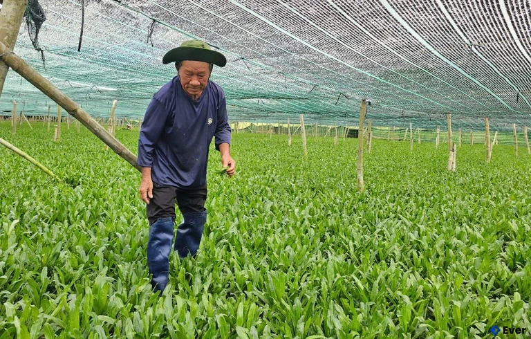 Xã Diên Điền hướng đến mô hình trồng rau sạch theo hướng hữu cơ