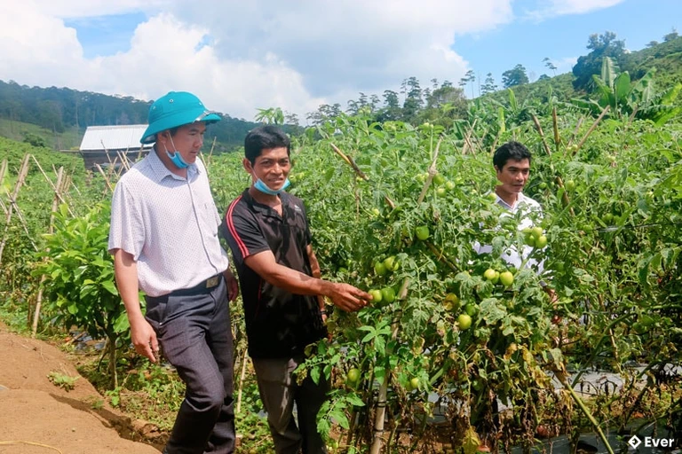 Xã Đinh Trang Thượng khuyến khích phát triển mô hình trồng cây ăn trái.