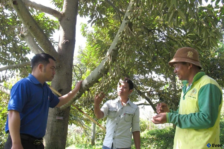 Xã Đông Khánh Sơn tập trung thúc đẩy phong trào thi đua sản xuất.