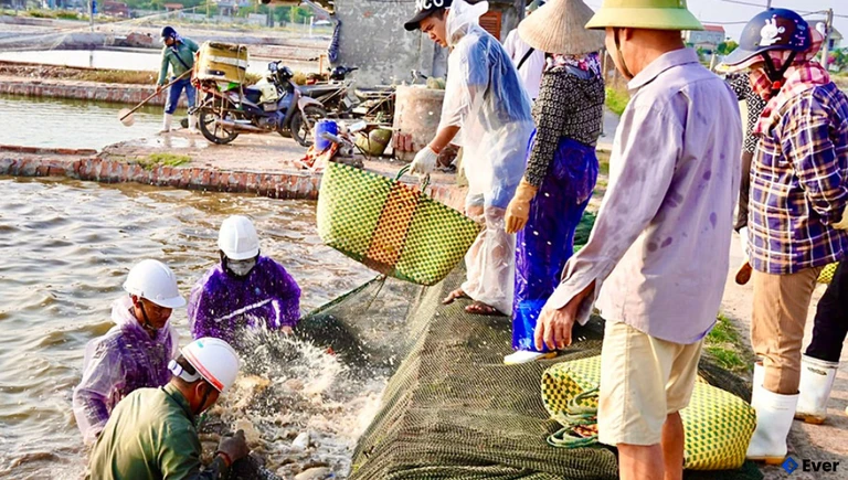 Xã Đông Thụy Anh nuôi trồng thủy sản