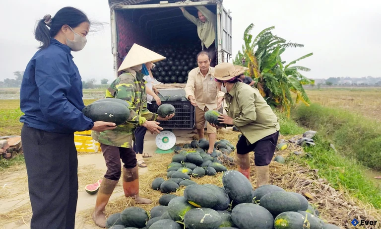 Xã Đồng Việt định hướng nông nghiệp phát triển theo hướng hàng hóa.