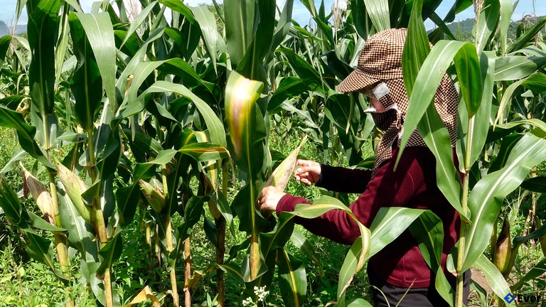 Xã Hàm Thạnh đẩy mạnh chuyển đổi cơ cấu nông nghiệp, chuyển đổi cây trồng