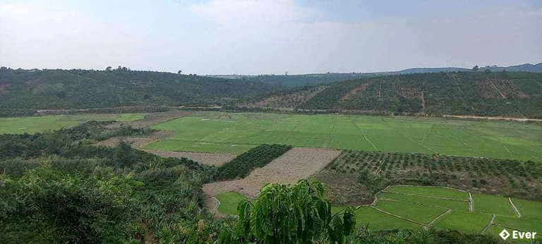 Xã Hòa Bắc đẩy mạnh phát triển cây cà phê, cây ăn trái.