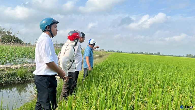 Xã Hội An tiếp tục duy trì các vùng trồng lúa và cây ăn trái đặc trưng nhằm đảm bảo ổn định sinh kế cho người dân