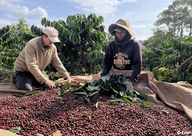 Xã Krông Búk phát triển nông nghiệp với những thế mạnh về chuyên canh cà phê