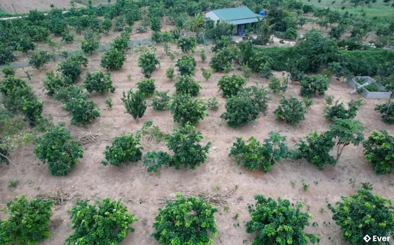 Xã Lam Sơn trồng bưởi theo hướng phát triển nông nghiệp xanh gắn với bảo vệ môi trường.