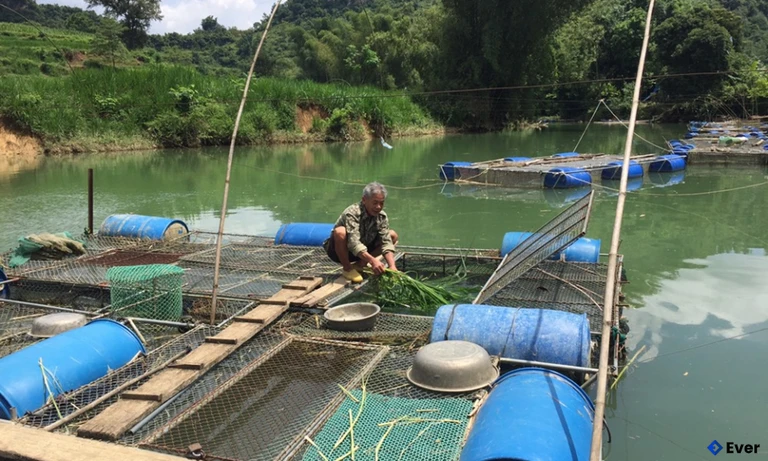 Xã Lý Quốc định hướng người dân phát triển nuôi trồng thủy sản nước ngọt