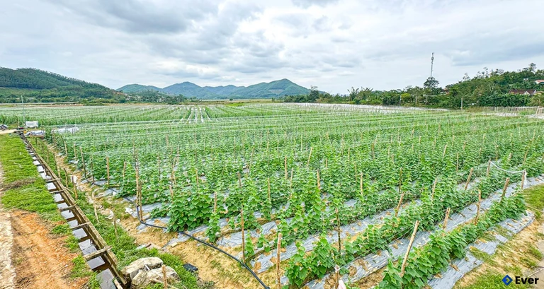 Xã Mai Hoa đã triển khai trồng giống dưa Tài Lộc theo tiêu chuẩn VietGAP
