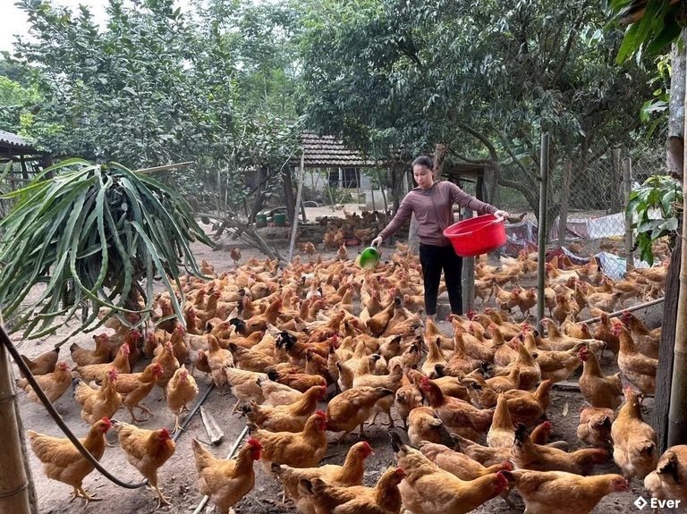 Xã Mường Ham định hướng tái cơ cấu nông nghiệp theo hướng hiện đại