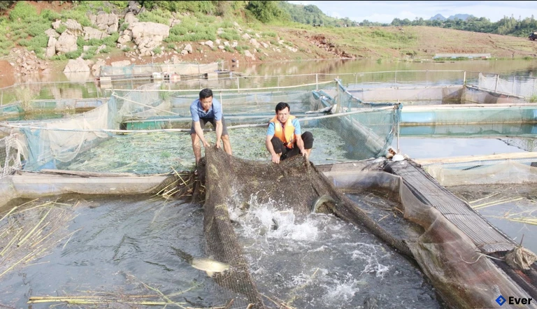 Xã Mường Sại phát triển nghề nuôi cá lồng trên lòng hồ thủy điện Sơn La