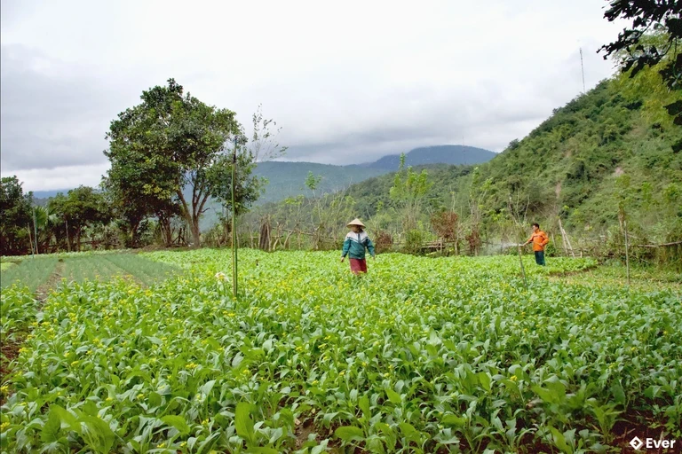 Xã Mường Xén mở rộng diện tích trồng rau màu