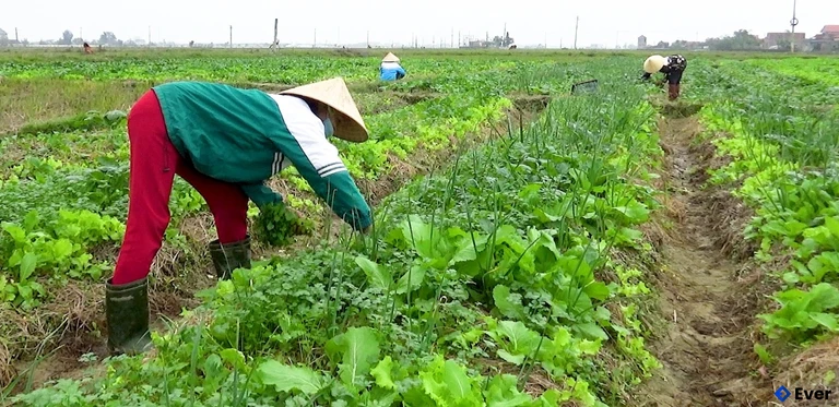 Xã Nam Gianh với vốn đất nông nghiệp sẵn có ngày một đẩy mạnh sản xuất