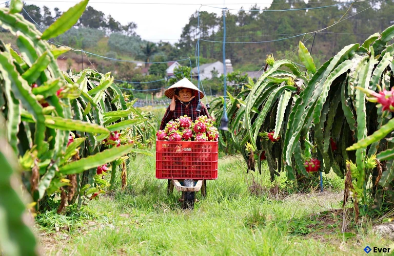 Xã Nam Hà Lâm Hà được biết đến là địa phương trồng thanh long ruột đỏ với diện tích lớn