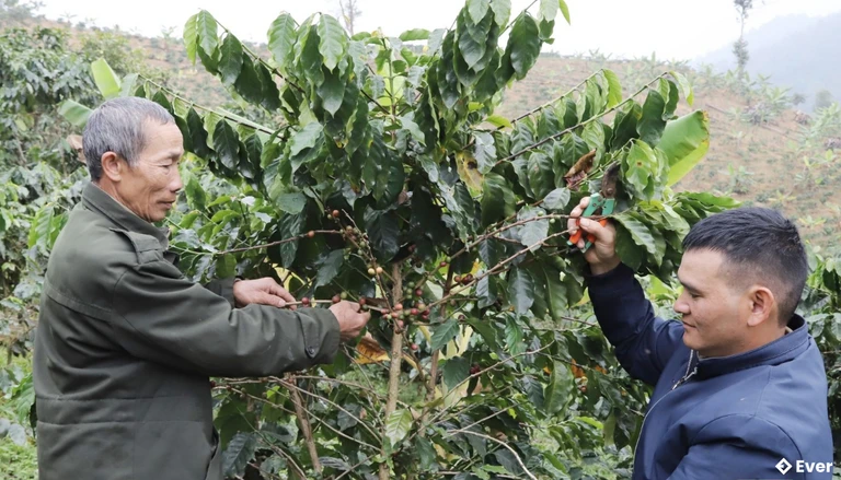 Xã Nậm Lầu tập trung phát triển lợi thế nông nghiệp