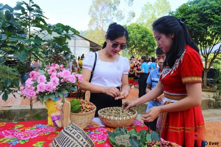 Xã Nậm Mọi tập trung khẳng định thương hiệu “Cà phê Muổi Nọi - Arabica Sơn La trên thị trường