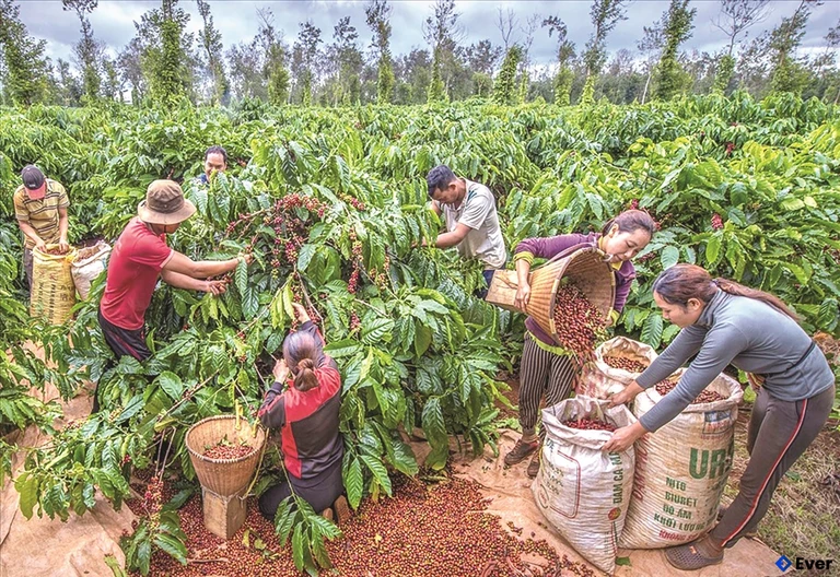 Xã Nâm Nung tiếp tục mở rộng chuyên canh cà phê
