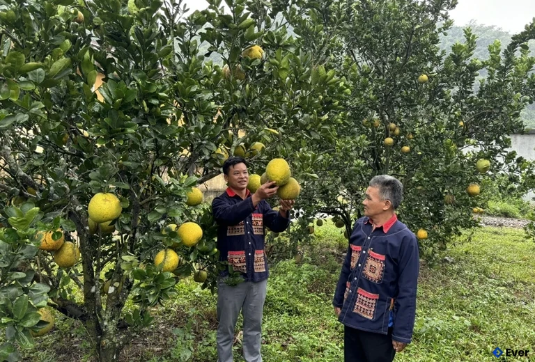 Xã Nật Sơn phát triển mô hình trồng bưởi Diễn mang lại thu nhập cao