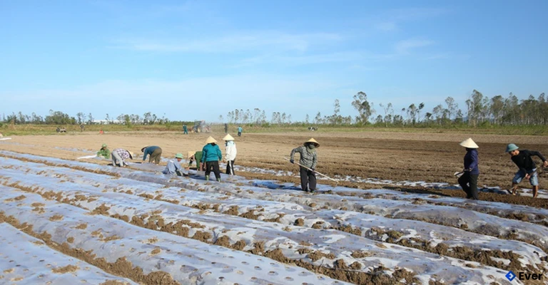 Xã Nghi Xuân sản xuất lạc giống vụ thu đông với không khí khẩn trương nhằm đảm bảo lịch thời vụ