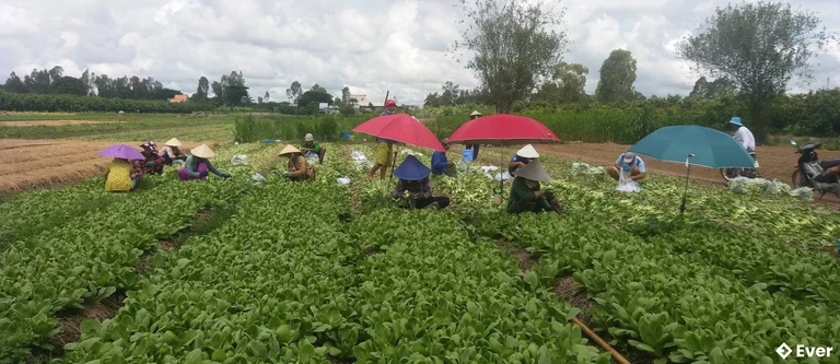 Xã Nhơn Mỹ sẽ từng bước phát triển dịch vụ nông thôn và khu sản xuất nhỏ