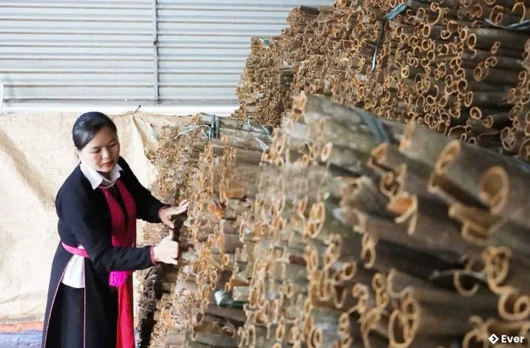 Xã Phong Hải từng bước đưa sản phẩm quế vươn xa, góp phần nâng cao giá trị ngành hàng quế