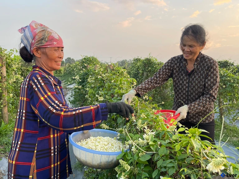 Xã Phúc Hòa tập trung phát huy thế mạnh của sâm Nam, đưa nền nông nghiệp phát triển