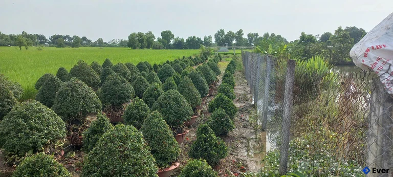 Xã Phước Vĩnh Tây tiếp tục chú trọng bảo tồn quỹ đất nông nghiệp hiện có