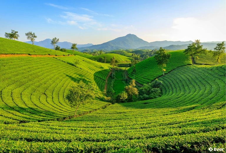 Xã Suối Hai ngày càng khẳng định vị thế trong lĩnh vực nông nghiệp